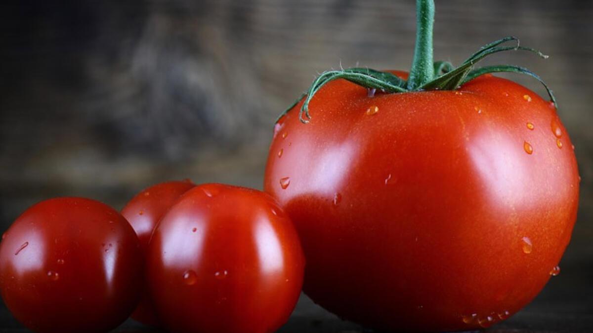 Deha tarım domates