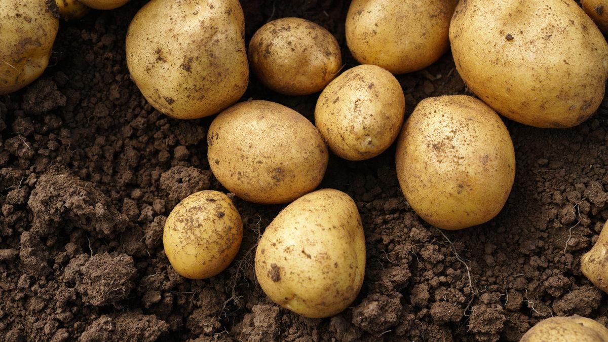 Deha tarım patates