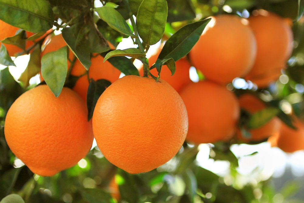 Deha tarım portakal